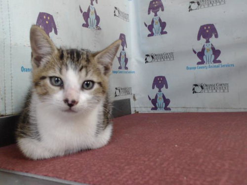 picture of the cat needing adoption