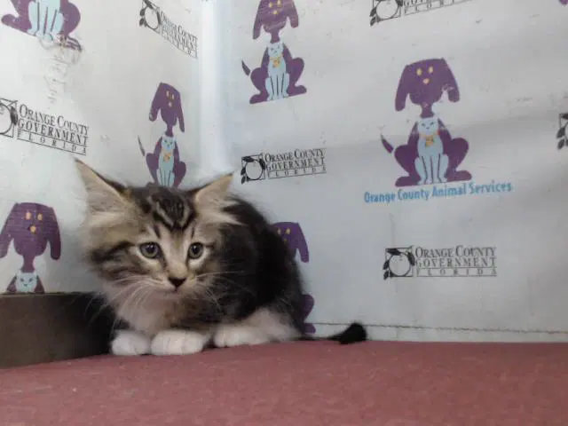 Cocoa - Domestic Medium Hair