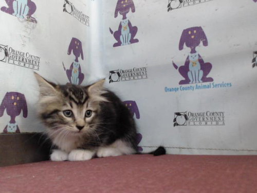 picture of the cat needing adoption