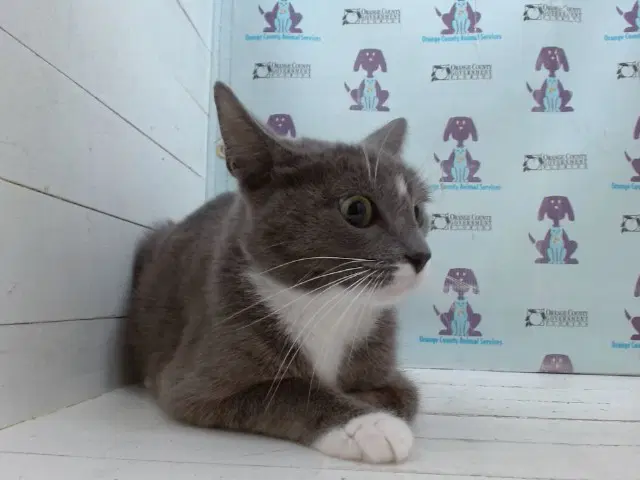 Kelly - Domestic Short Hair