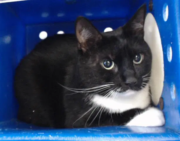 Mac - Domestic Short Hair