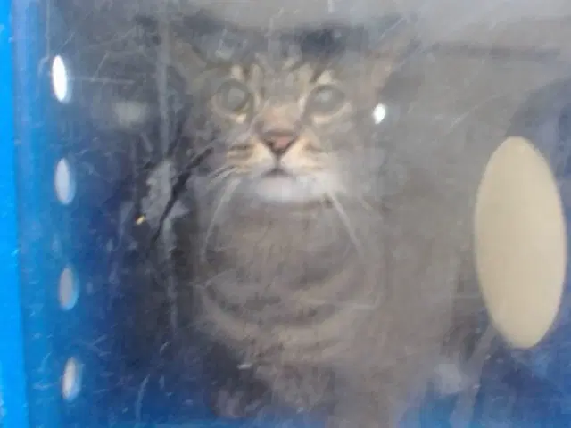 Shadow - Domestic Short Hair