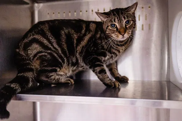 Happiness - Domestic Short Hair