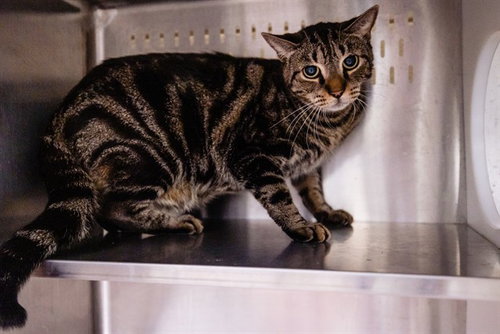 HAPPINESS, a cat for adoption from Orange County Animal Services
