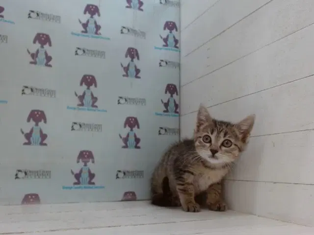 Jill - Domestic Short Hair