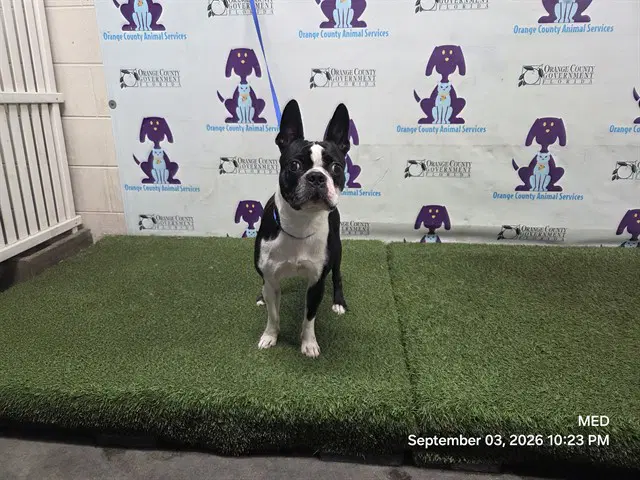 Unknown - Boston Terrier