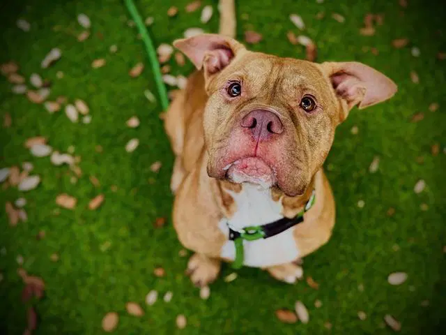 Fiddle - Pit Bull Terrier