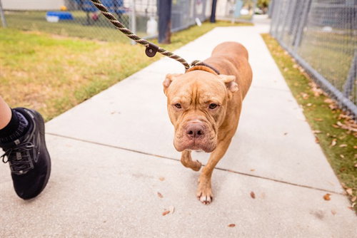 *FIDDLE, a dog for adoption from Orange County Animal Services