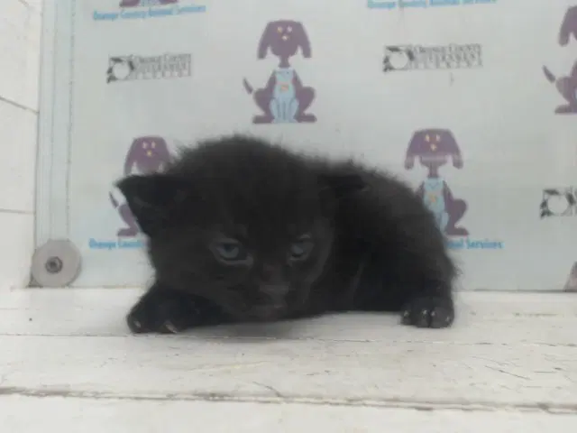 Ollie - Domestic Short Hair