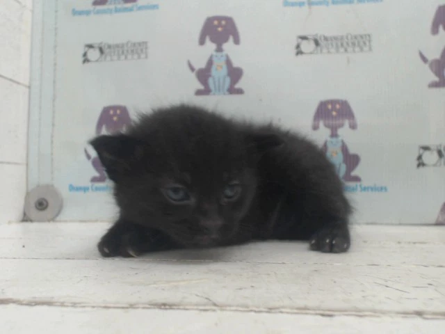 Ollie