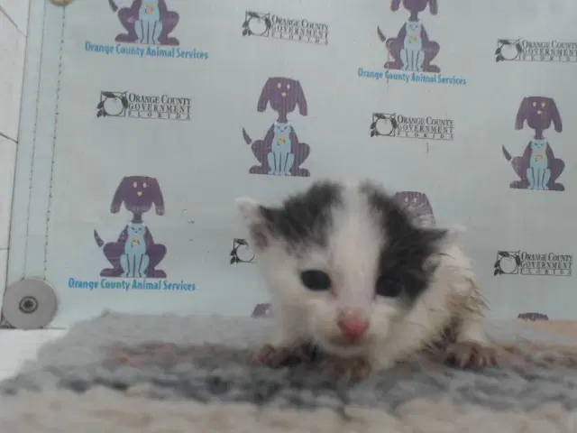 Unknown - Domestic Short Hair