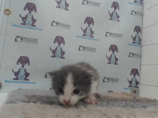 Unknown - Domestic Short Hair