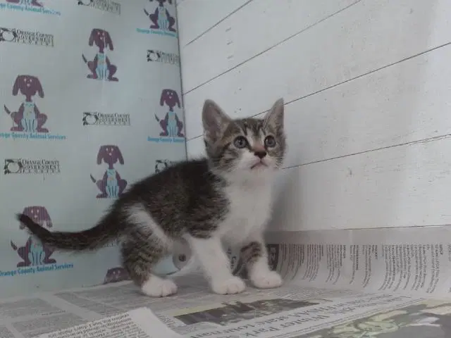 Bart - Domestic Short Hair