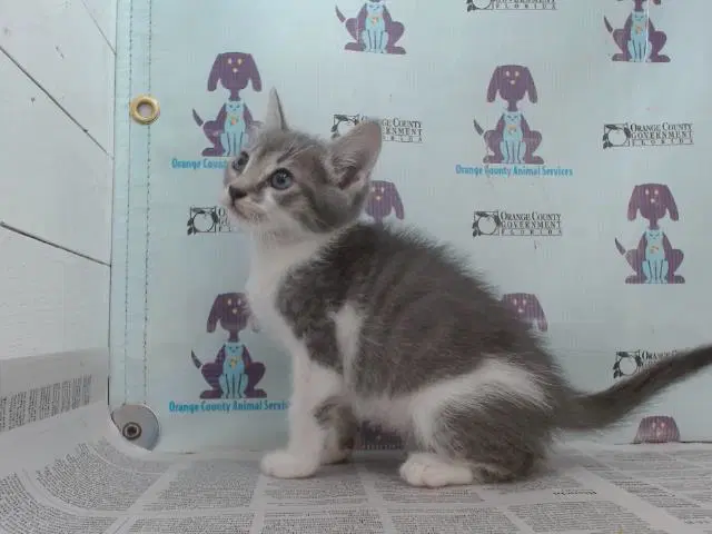 Homer - Domestic Short Hair