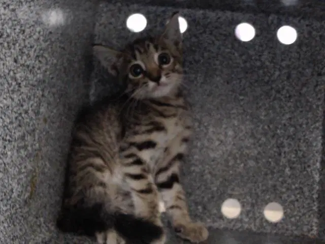 Acorn - Domestic Short Hair