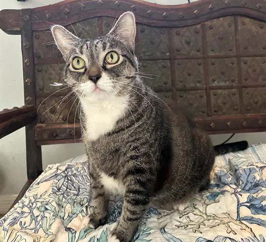 Zoe - Domestic Long Hair