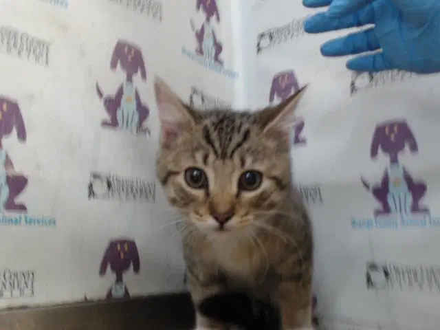 Thomas - Domestic Short Hair