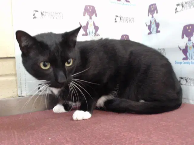 Zuko - Domestic Short Hair