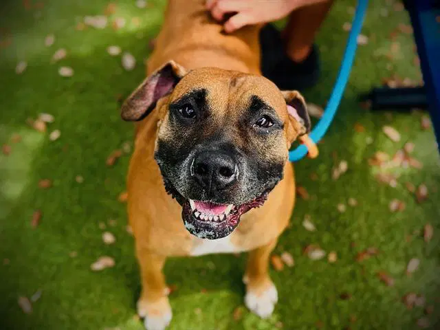 Luna - Boxer