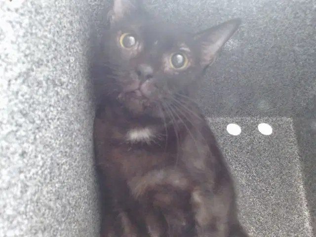 Unknown - Domestic Short Hair