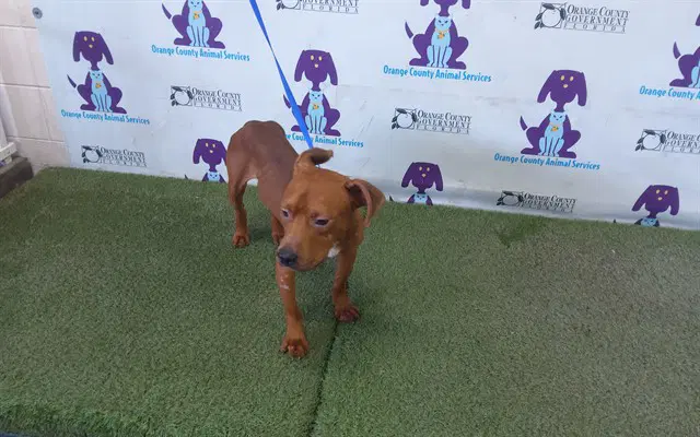 Bones - Pit Bull Terrier
