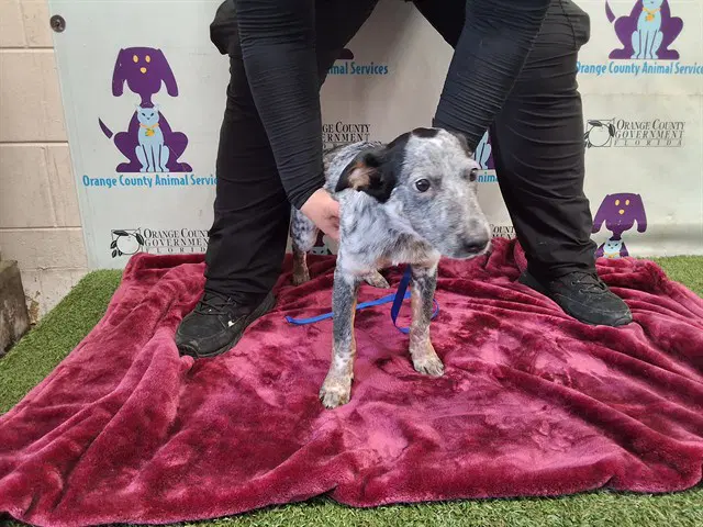 Unknown - Australian Cattle Dog/Blue Heeler