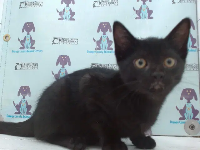 Noodles - Domestic Short Hair