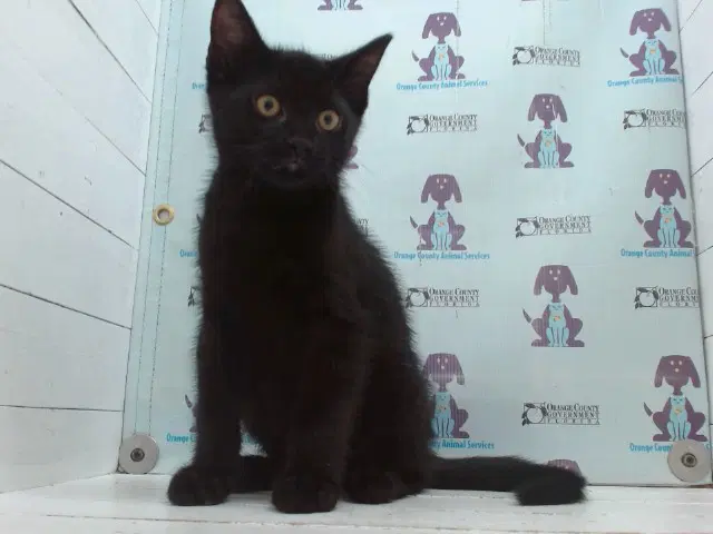 Ziggy - Domestic Short Hair