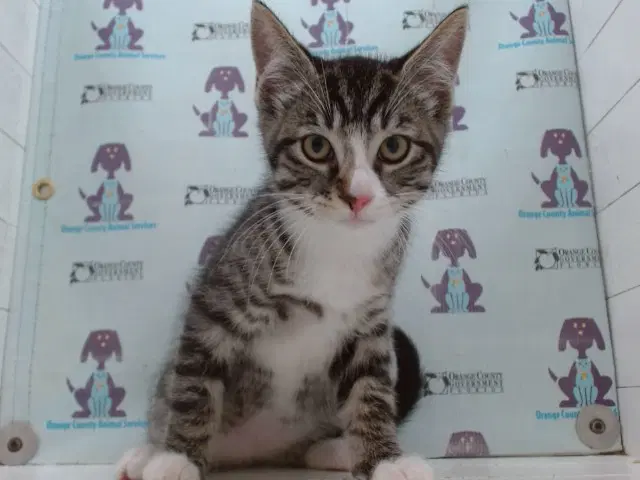 Gizmo - Domestic Short Hair