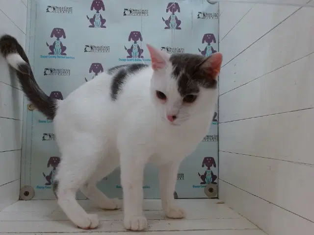 Lu - Domestic Short Hair