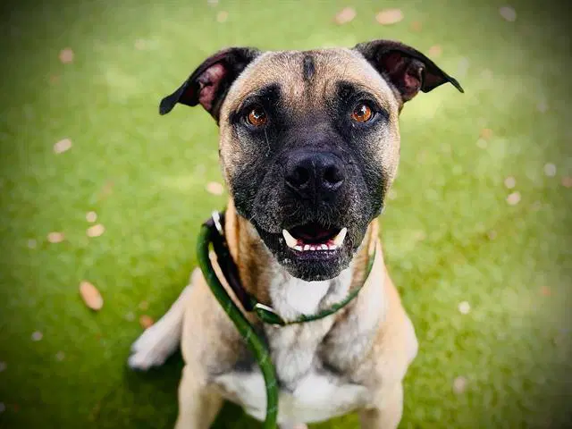 Yogi - Black Mouth Cur