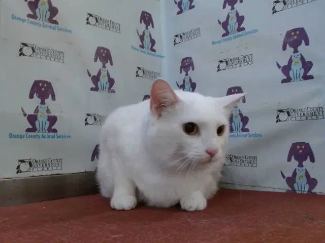 Smudge - Domestic Short Hair