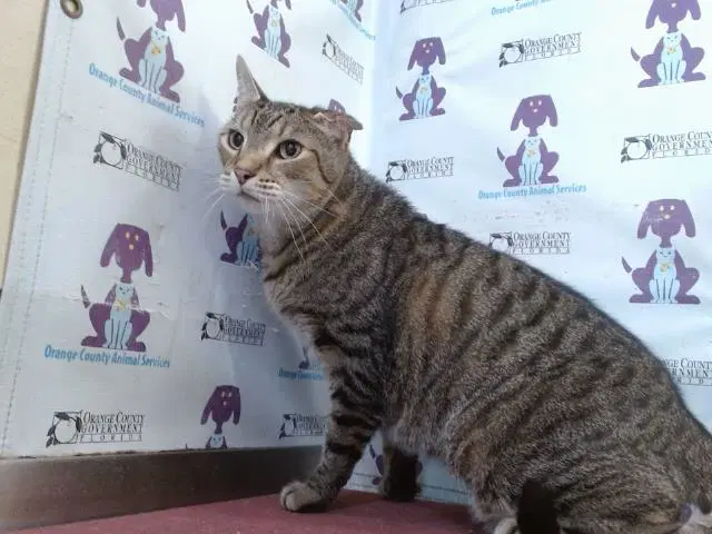 Pepper - Domestic Short Hair