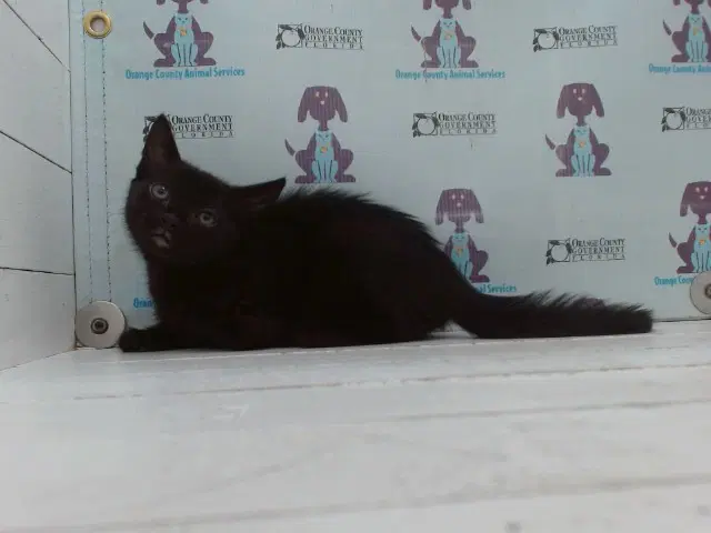 Ophelia - Domestic Short Hair