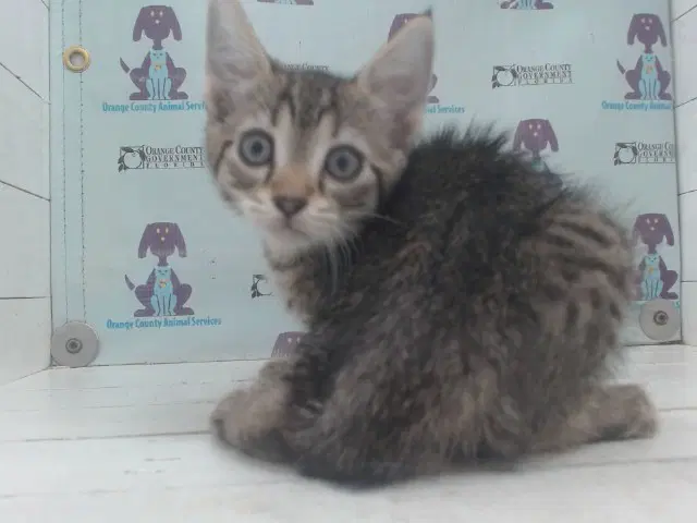 Desdemona - Domestic Short Hair
