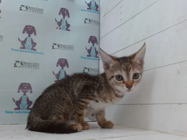 Tatiana - Domestic Short Hair
