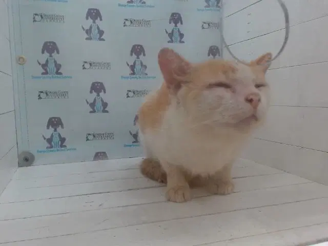 Fortunato - Domestic Short Hair