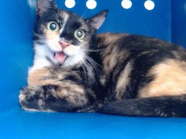 Claire - Domestic Short Hair