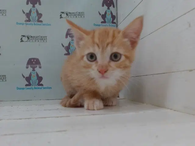 Unknown - Domestic Short Hair
