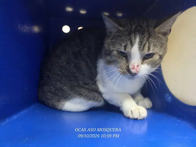 Avocatto - Domestic Short Hair