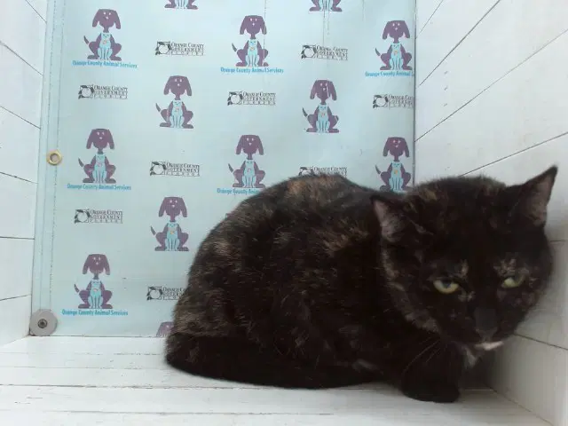 Matilda - Domestic Short Hair