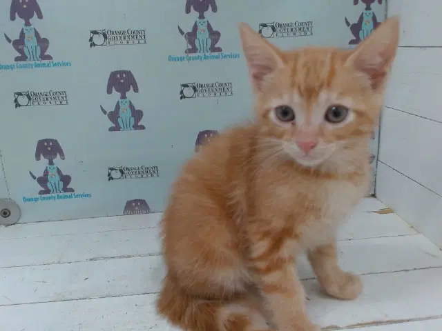 Unknown - Domestic Short Hair