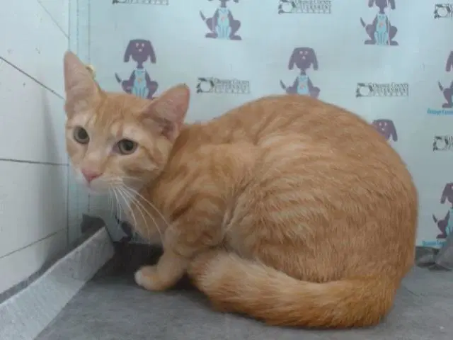 Garfield - Domestic Short Hair