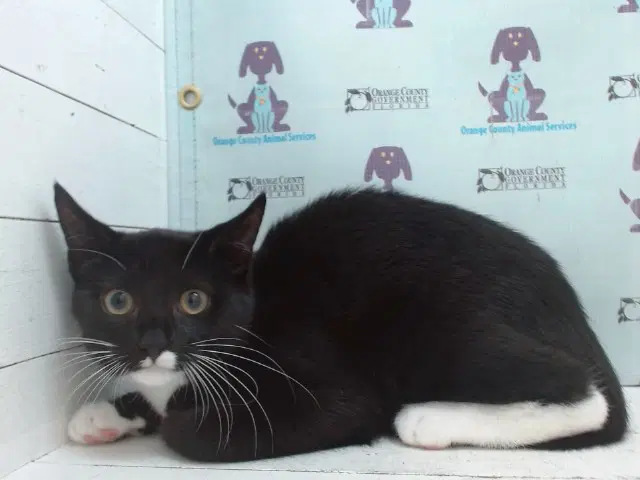 Oreo - Domestic Short Hair