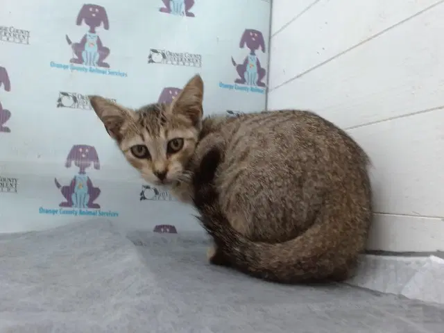 Unknown - Domestic Short Hair