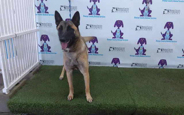 Pooka - Belgian Shepherd Malinois