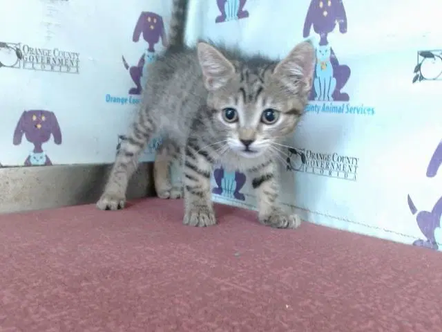Pretzel - Domestic Short Hair