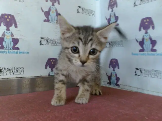 Cheezit - Domestic Short Hair