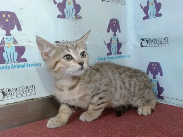 Chip - Domestic Short Hair
