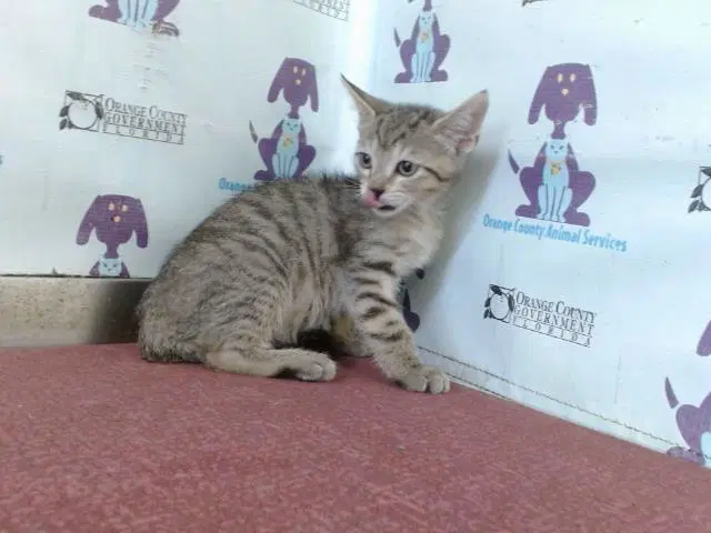 Goldfish - Domestic Short Hair